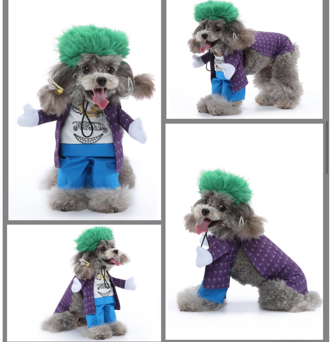 Joker Pet Costume - Always Whiskered