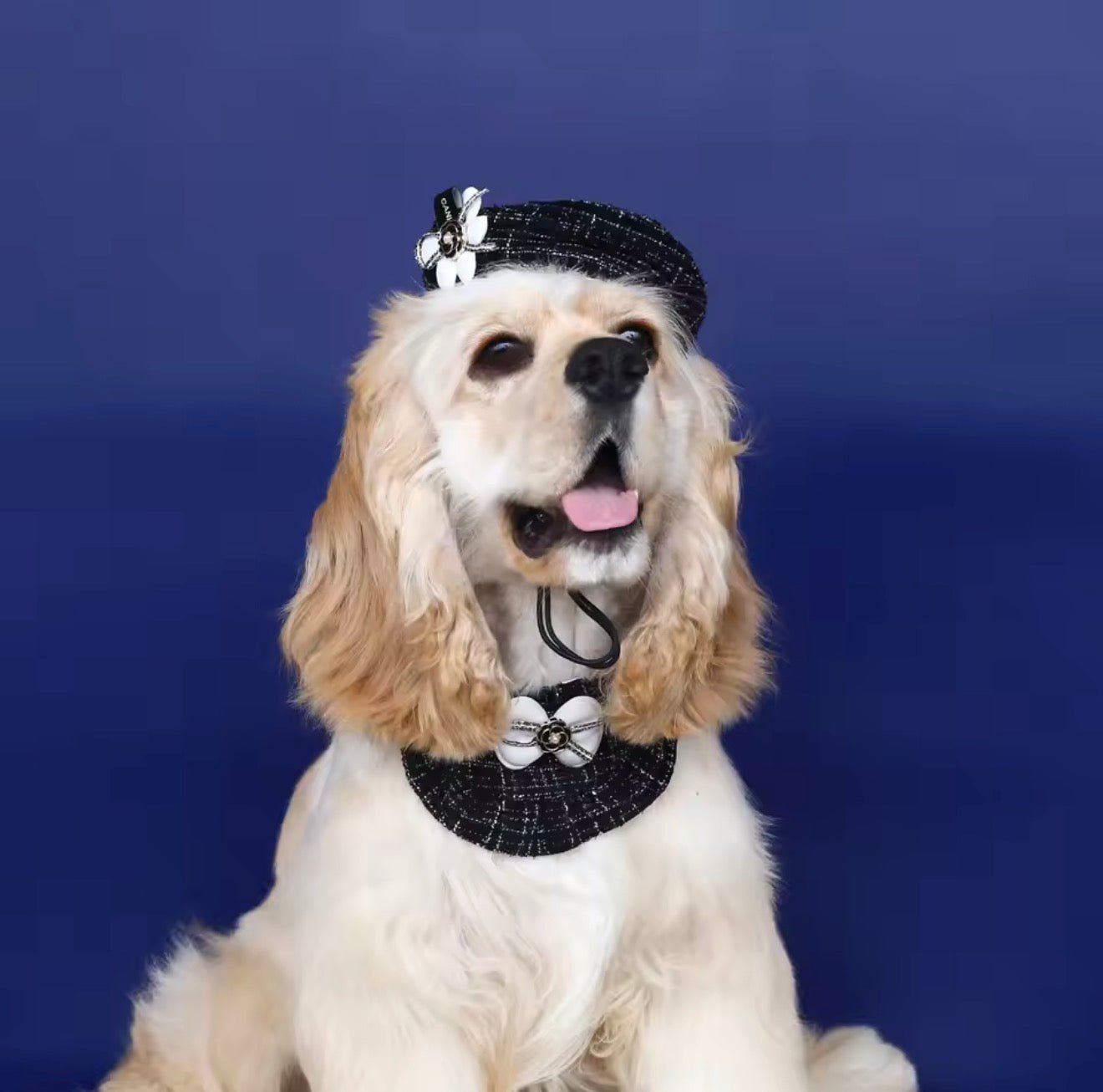 So Chic! Beret & Collar - Always Whiskered