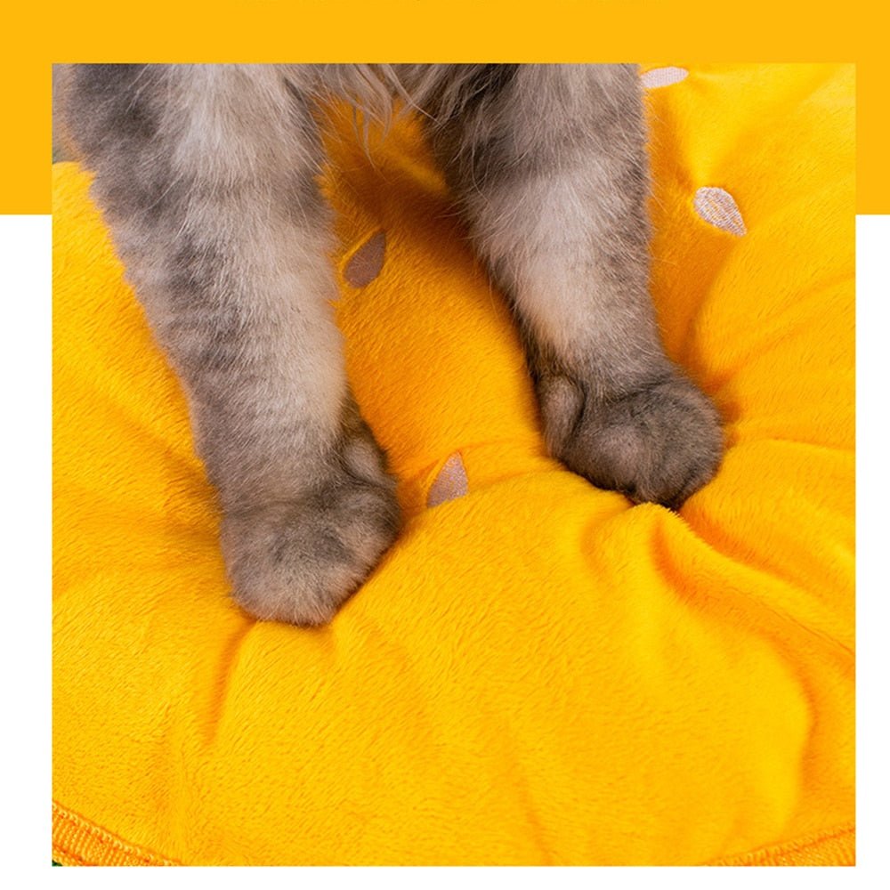 Beer Mug Pet Bed - Always Whiskered