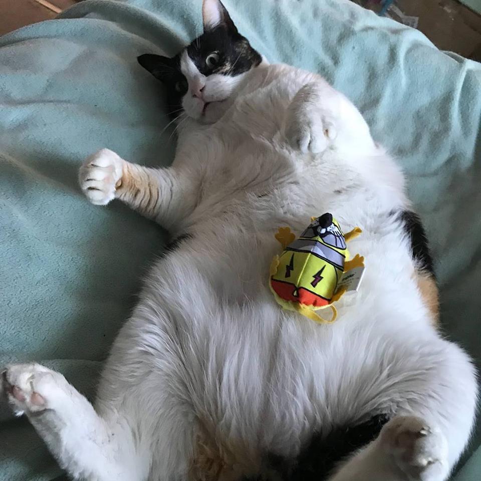 Fat Rat Catnip Toy - Always Whiskered