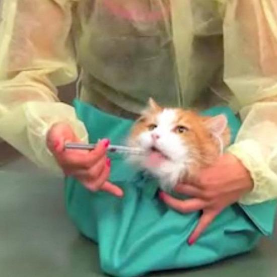 Purrfect sack pet carrier
