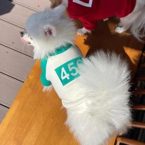 miami dolphins dog gear