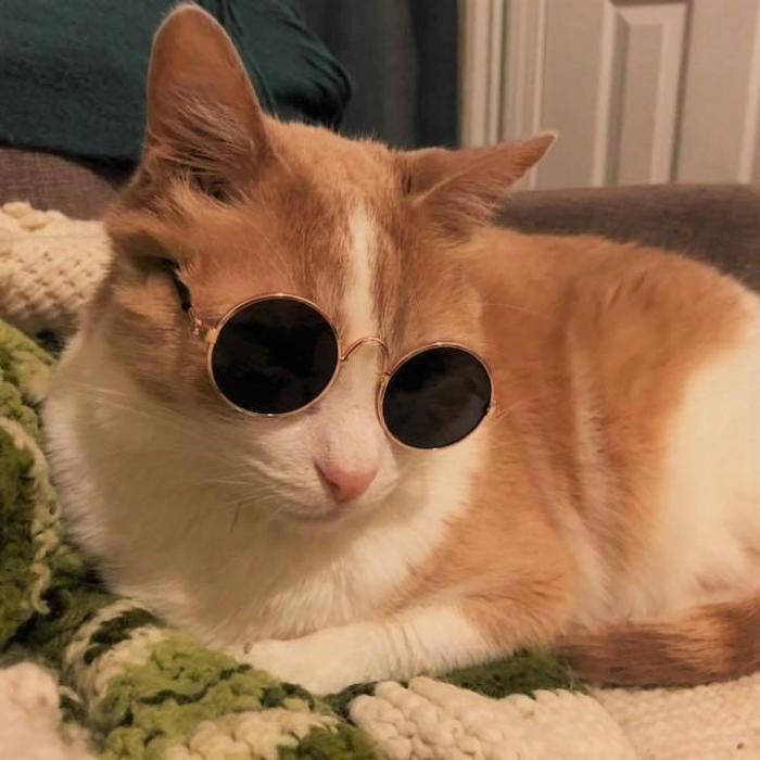 cat with goggles Uber Cool Pet Sunglasses | For Cats and Dogs
