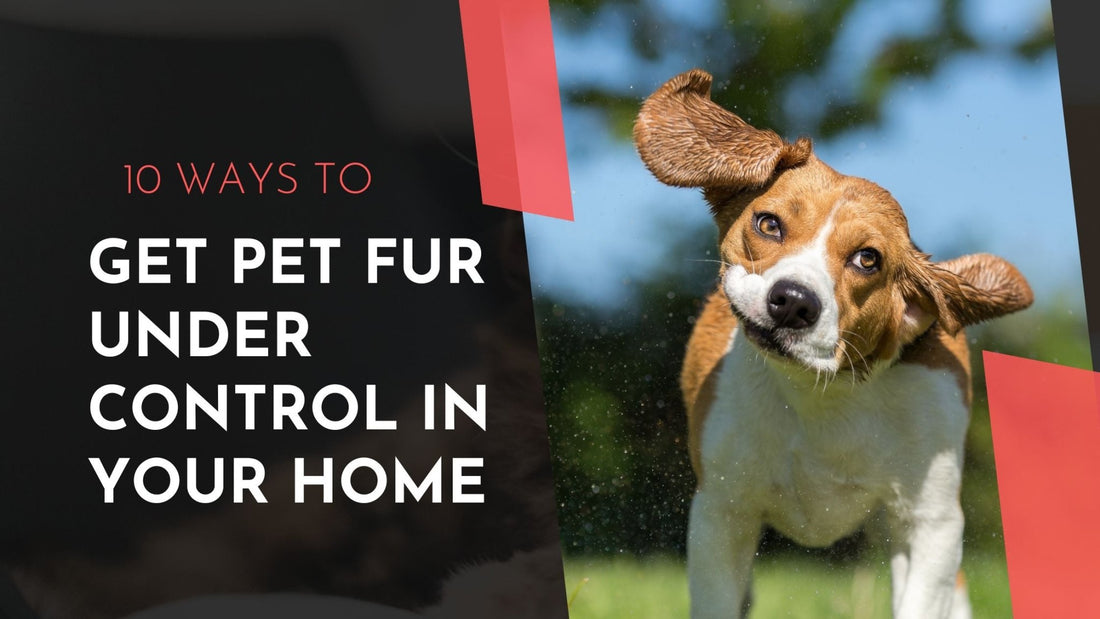 10 Easy Ways to Get Cat & Dog Fur Under Control - Always Whiskered
