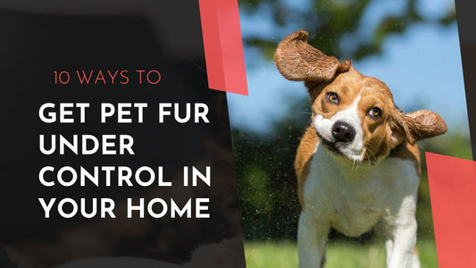 10 Easy Ways to Get Cat & Dog Fur Under Control - Always Whiskered