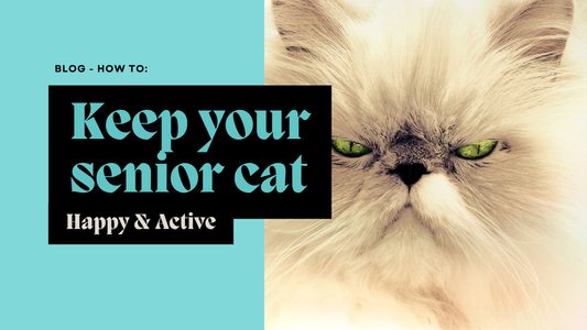 How to Keep Your Senior Cat Active and Happy