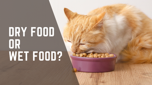 Wet Food vs Dry Food for Cats