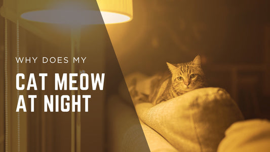 Why Does My Cat Meow at Night? 7 Reasons + What to Do