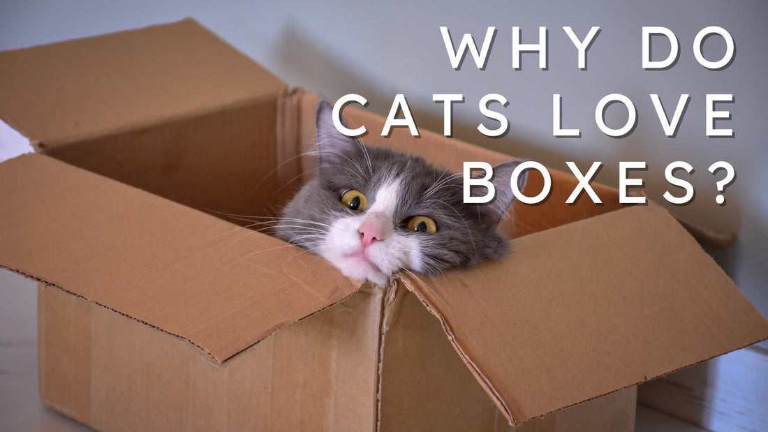 Why Do Cats Love Sleeping in Boxes?