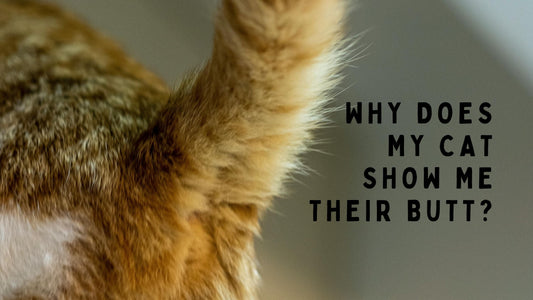 Why Does My Cat Show Me Their Butt?