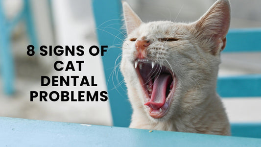 Cat Dental Health