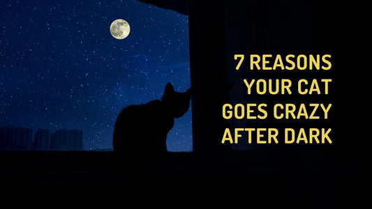 7 Reasons Your Cat Goes Crazy After Dark