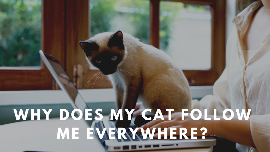 Why Does My Cat Follow Me Everywhere?