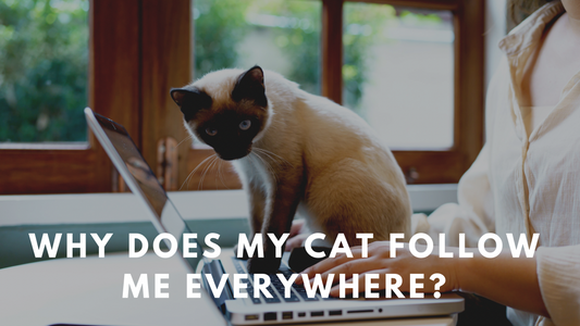 Why Does My Cat Follow Me Everywhere?