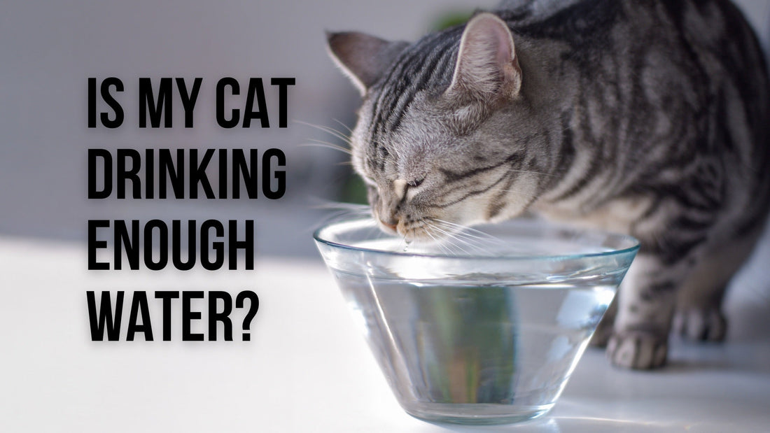 Is My Cat Drinking Enough Water?