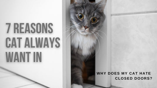 Why Does My Cat Hate Closed Doors?