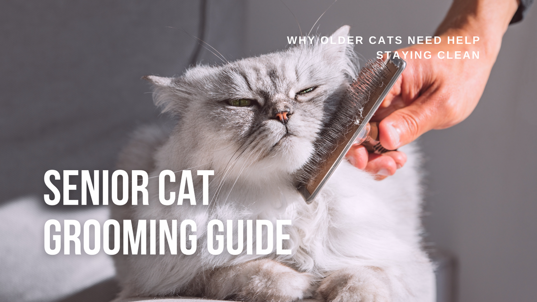 Senior Cat Grooming Guide