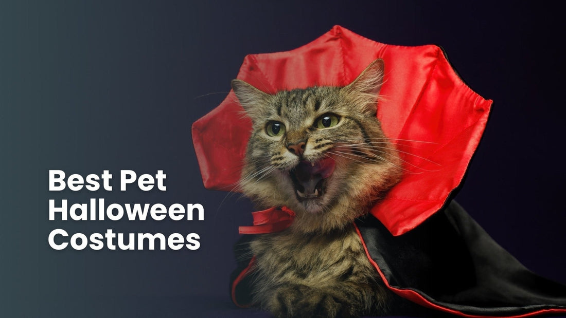 Best Halloween Costumes for Cats & Dogs - Always Whiskered