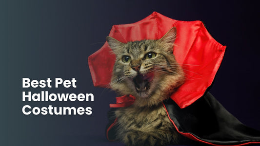 Best Halloween Costumes for Cats & Dogs - Always Whiskered