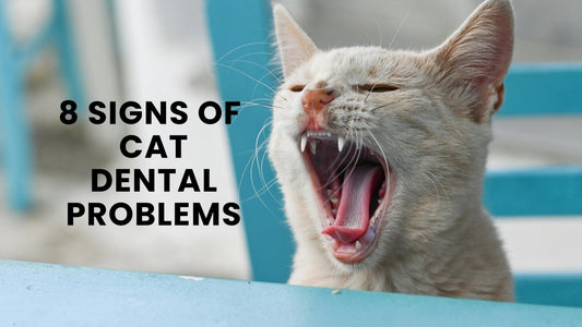 Cat Dental Health - Always Whiskered