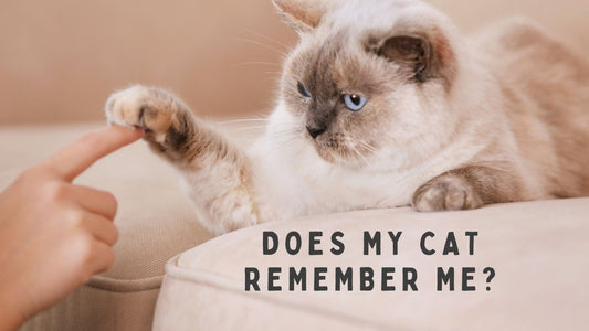 Does My Cat Remember Me? How Cats Recognize Their Humans - Always Whiskered