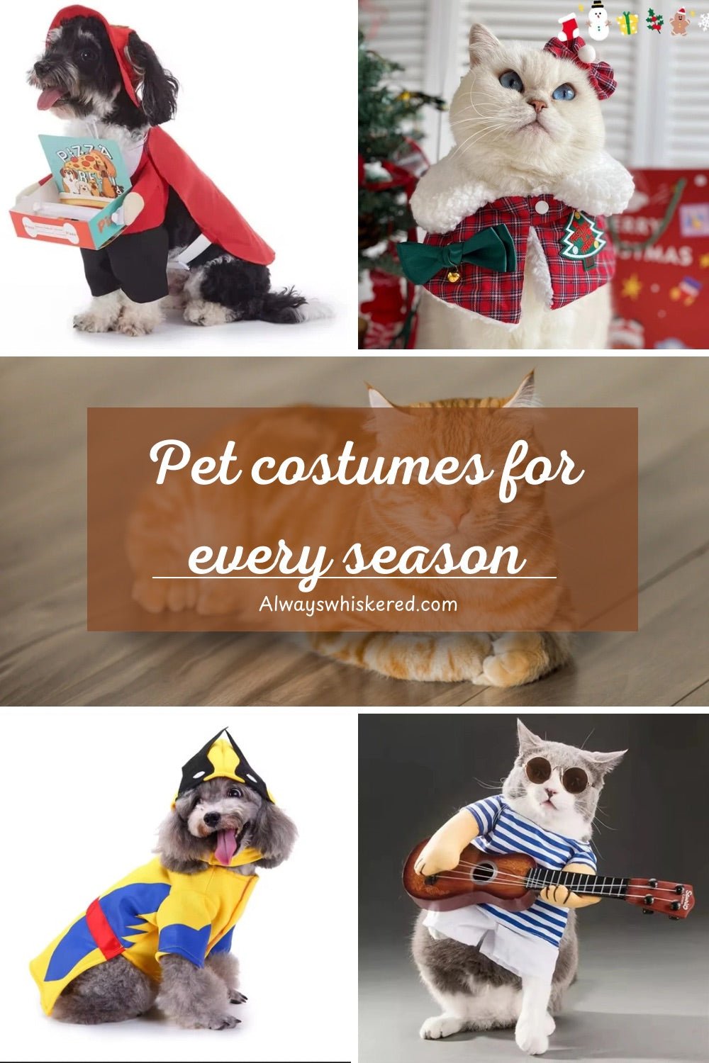 🐾 Fun Pet Costume Ideas for Every Season - Always Whiskered