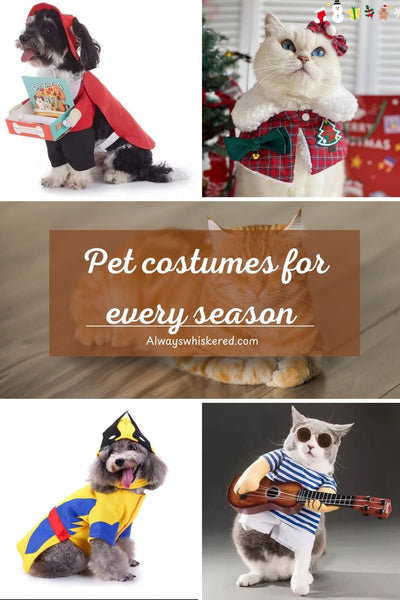 🐾 Fun Pet Costume Ideas for Every Season