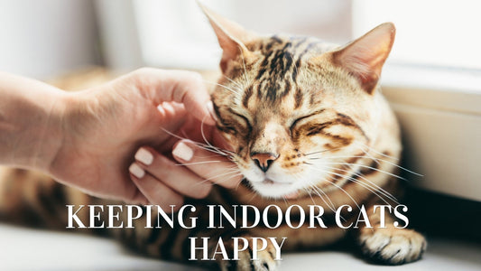How to Keep Your Indoor Cat Happy & Entertained: 12 Easy Ideas - Always Whiskered