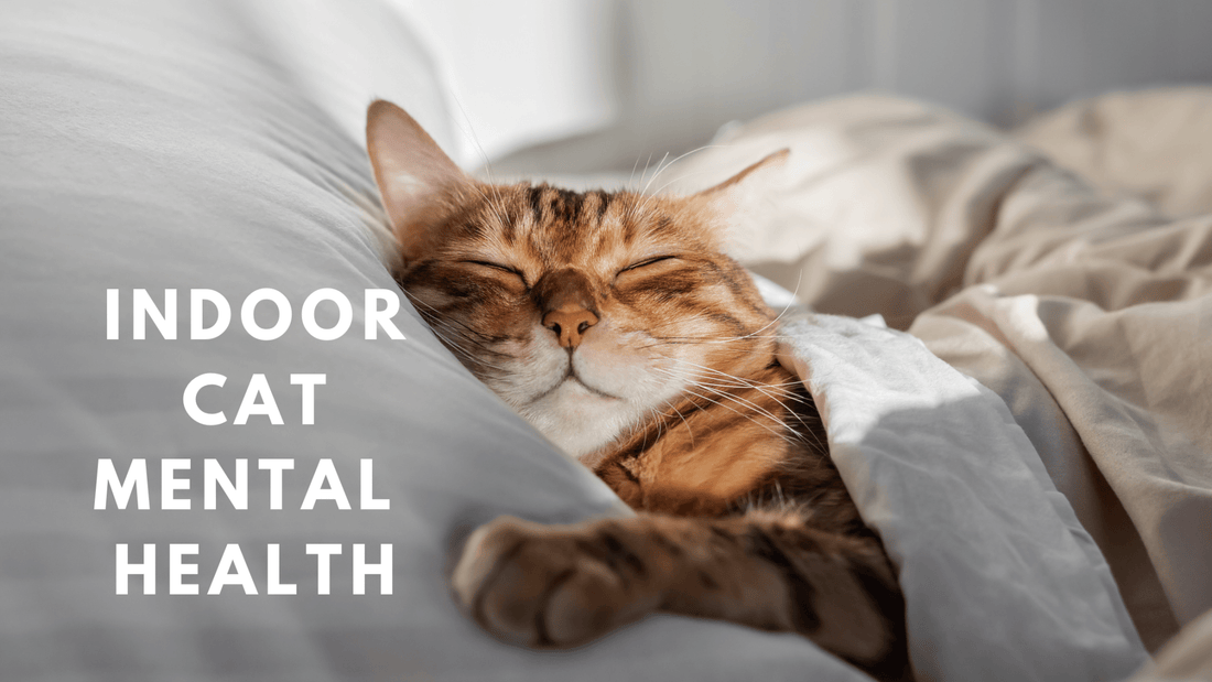 Indoor Cat Mental Health: How to Keep Cats Happy & Stimulated - Always Whiskered