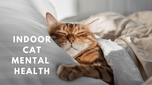 Indoor Cat Mental Health: How to Keep Cats Happy & Stimulated - Always Whiskered