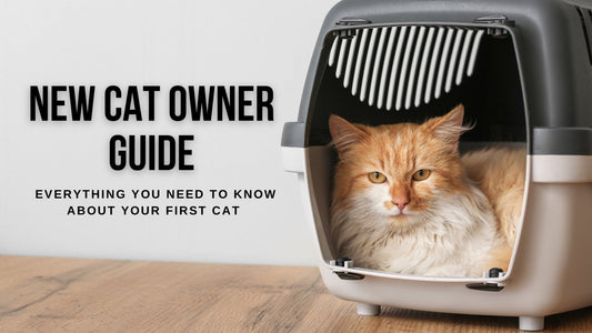 New Cat Owner Guide: Everything You Need to Know About Your First Cat - Always Whiskered