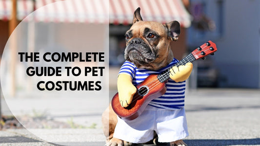 Pet Costumes Guide: Best Types, Sizing & Safety Tips - Always Whiskered