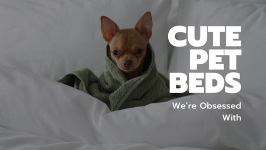 The Cutest Pet Beds - Always Whiskered