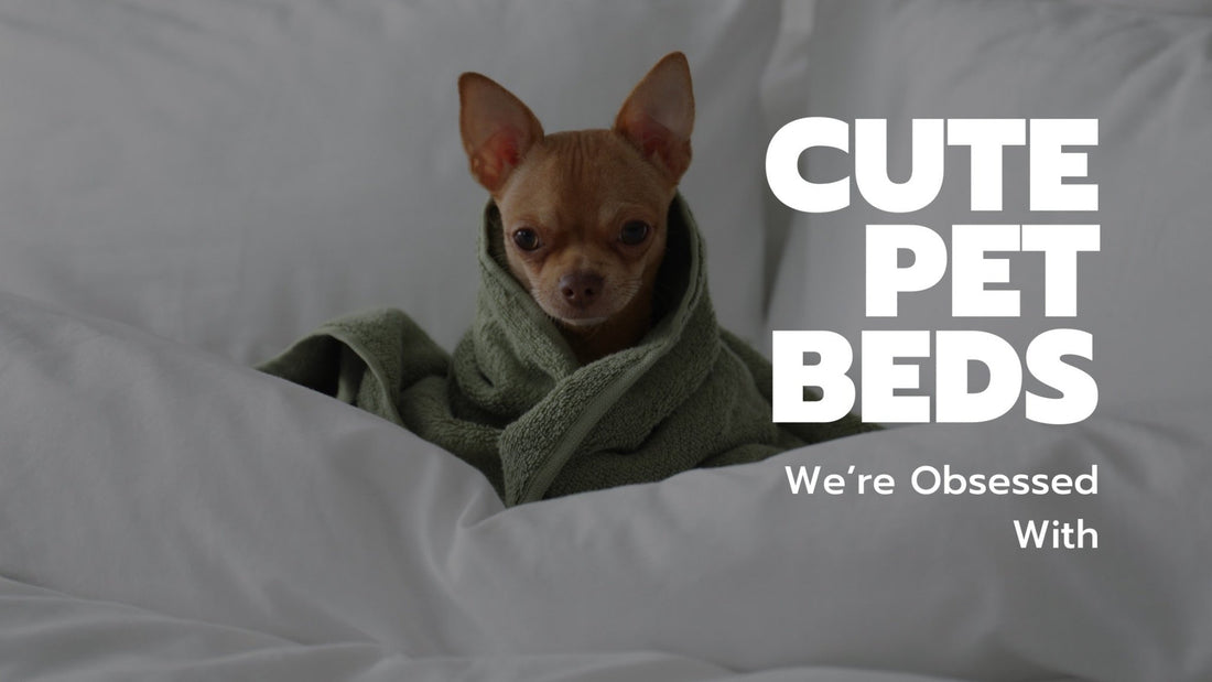 The Cutest Pet Beds - Always Whiskered