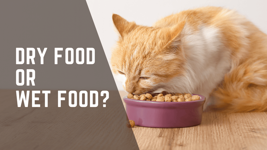 Wet Food vs Dry Food for Cats - Always Whiskered