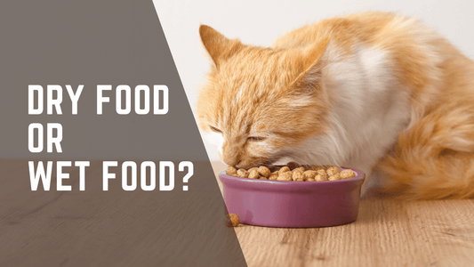Wet Food vs Dry Food for Cats - Always Whiskered