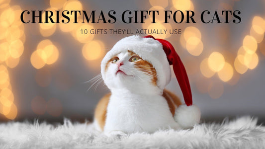 What Should I Get My Cat for Christmas? - Always Whiskered