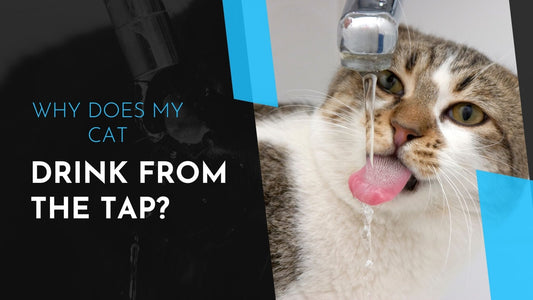 Why Does My Cat Drink From the Tap? - Always Whiskered