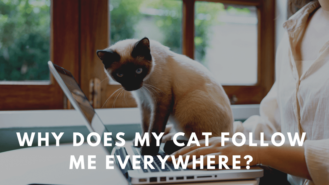 Why Does My Cat Follow Me Everywhere? - Always Whiskered