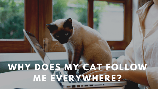 Why Does My Cat Follow Me Everywhere? - Always Whiskered