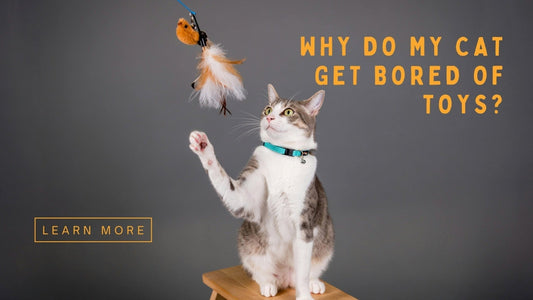 Why Does My Cat Get Bored of Toys So Quickly? - Always Whiskered