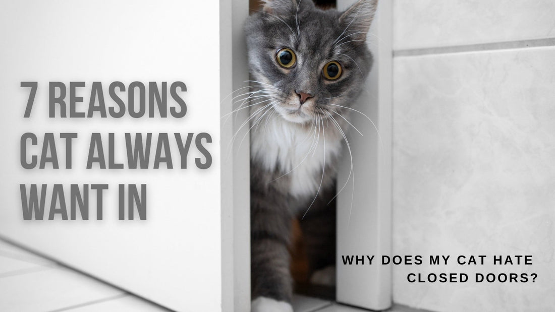 Why Does My Cat Hate Closed Doors? - Always Whiskered