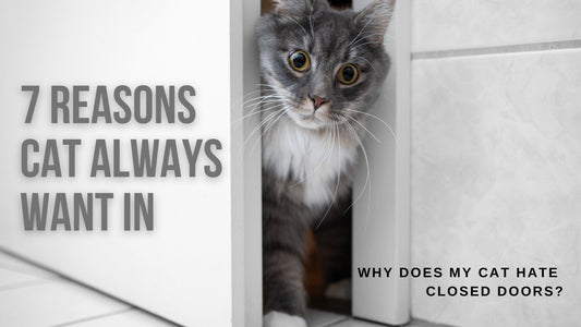 Why Does My Cat Hate Closed Doors? - Always Whiskered