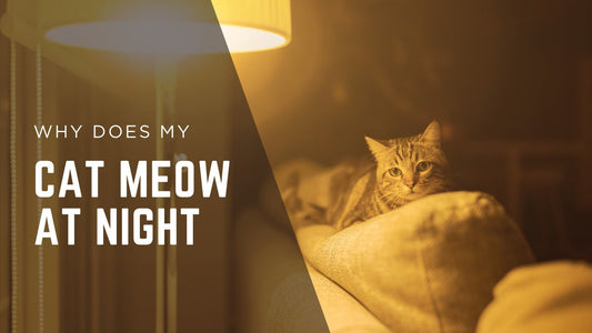 Why Does My Cat Meow at Night? 7 Reasons + What to Do - Always Whiskered