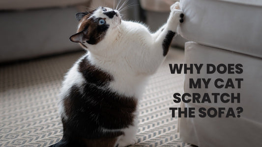 Why Does My Cat Scratch the Sofa Even With a Scratching Post? - Always Whiskered
