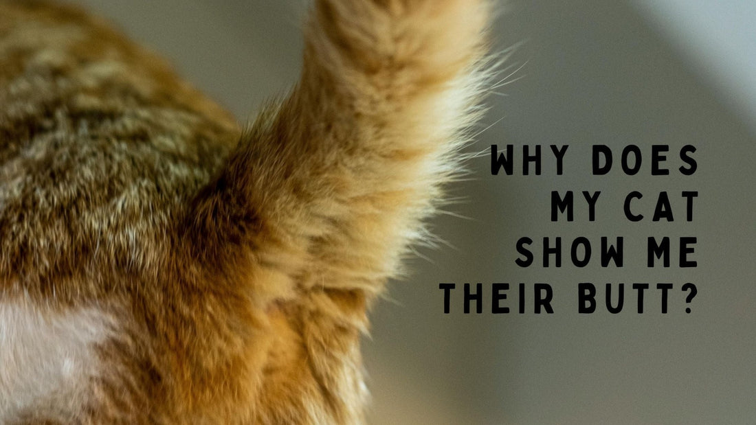 Why Does My Cat Show Me Their Butt? - Always Whiskered