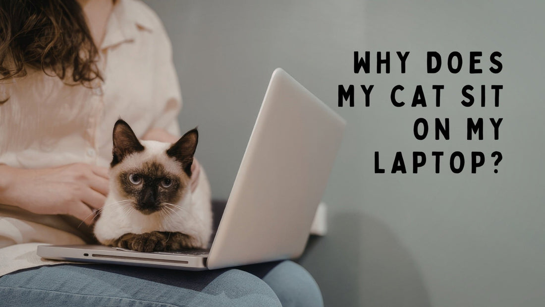 Why Does My Cat Sit on My Laptop? - Always Whiskered