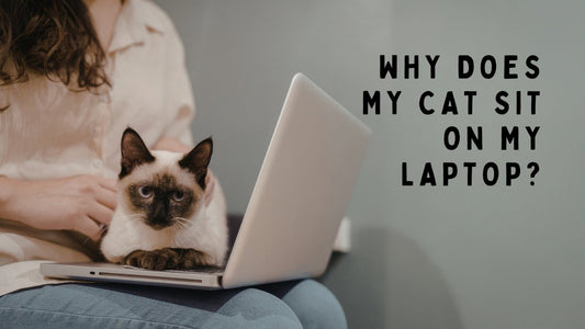 Why Does My Cat Sit on My Laptop? - Always Whiskered