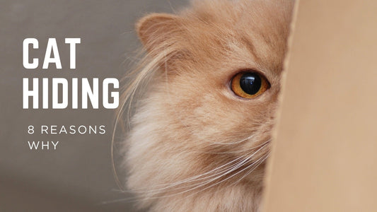 Why Is My Cat Suddenly Hiding? - Always Whiskered
