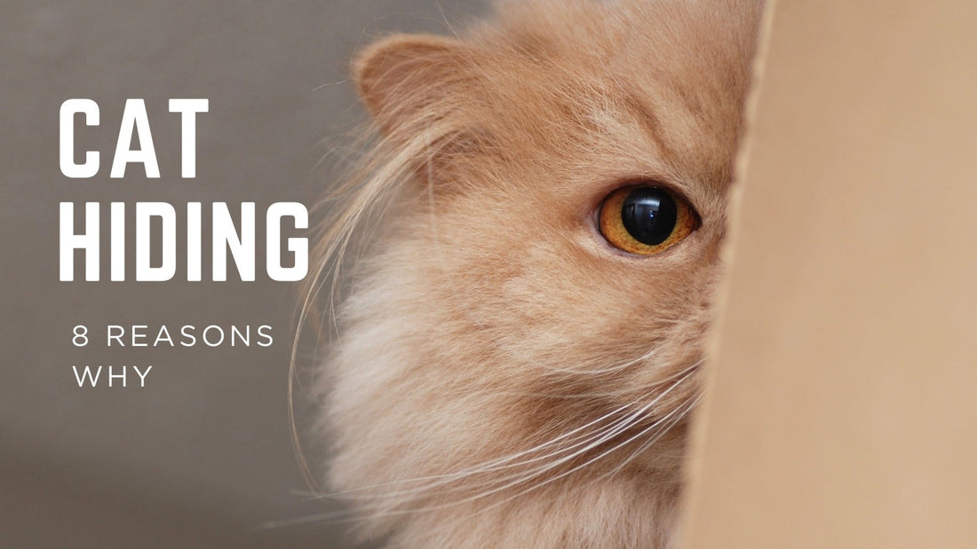 Why Is My Cat Suddenly Hiding? - Always Whiskered